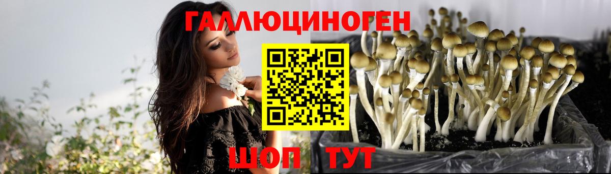 Псилоцибиновые грибы GOLDEN TEACHER  Вход с VPN  Кохма  где продают   Псилоцибиновые грибы MAGIC MUSHROOMS 